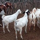 I did research on how to set up a 150-Head Goat Feedlot step by step