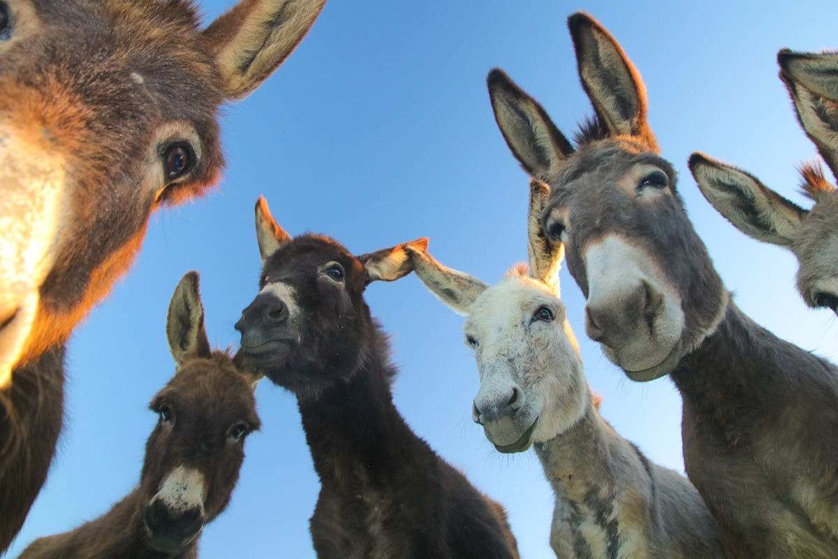 Picture of donkeys looking down at camera and blue sky behind them