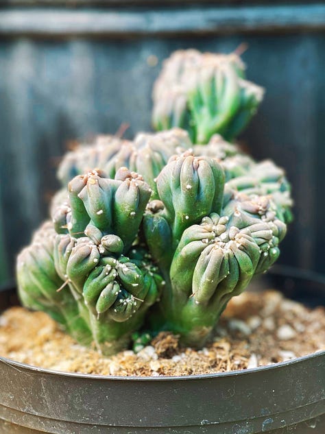 various plants discovered at my local plant nursery