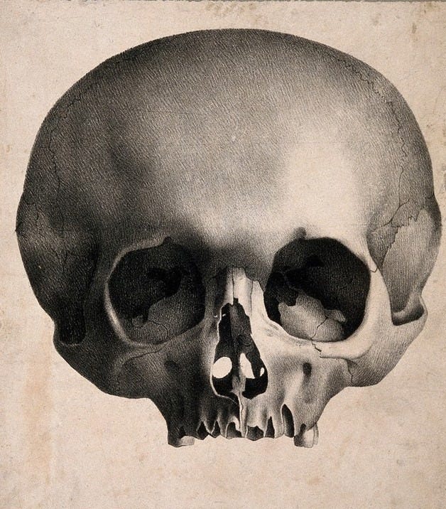 Scull of a public woman, remarkable for the depravity of her morals, her great propensity to steal and cruellty.