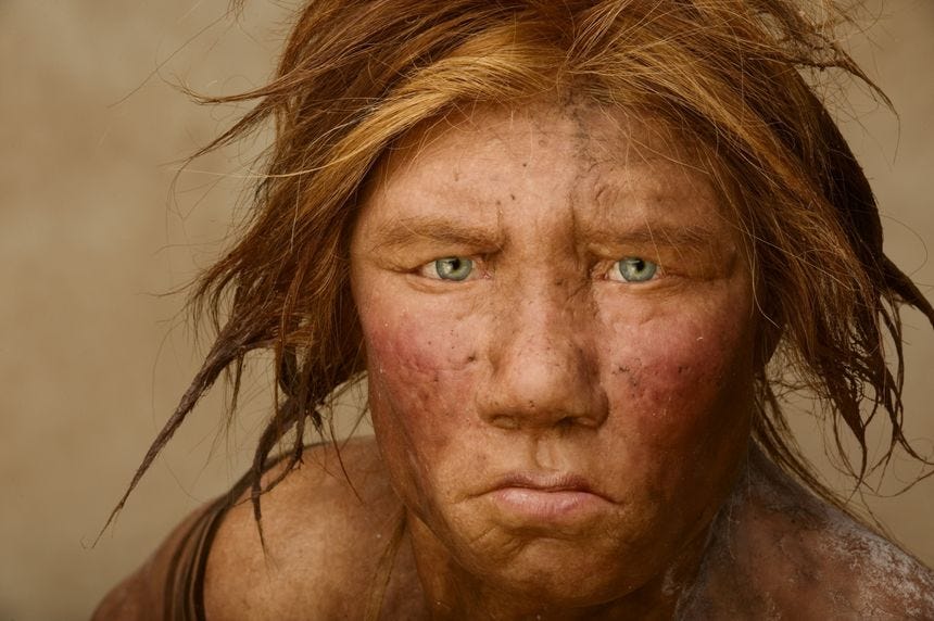 A reconstruction of a Neanderthal female A reconstruction of a Neanderthal female