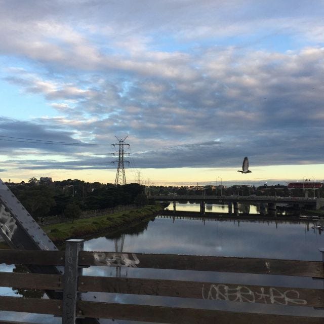 Maribyrnong River in the morning with a bird mid-flight Maribyrnong River in the morning with a bird mid-flight