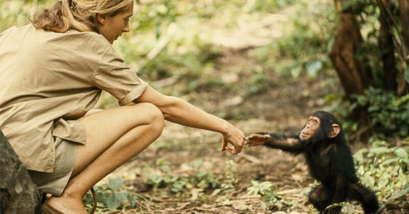 A woman in khaki clothing crouches in a forest, reaching out to gently touch the hand of a young chimpanzee sitting on the ground and reaching back toward her. Dense greenery surrounds them.