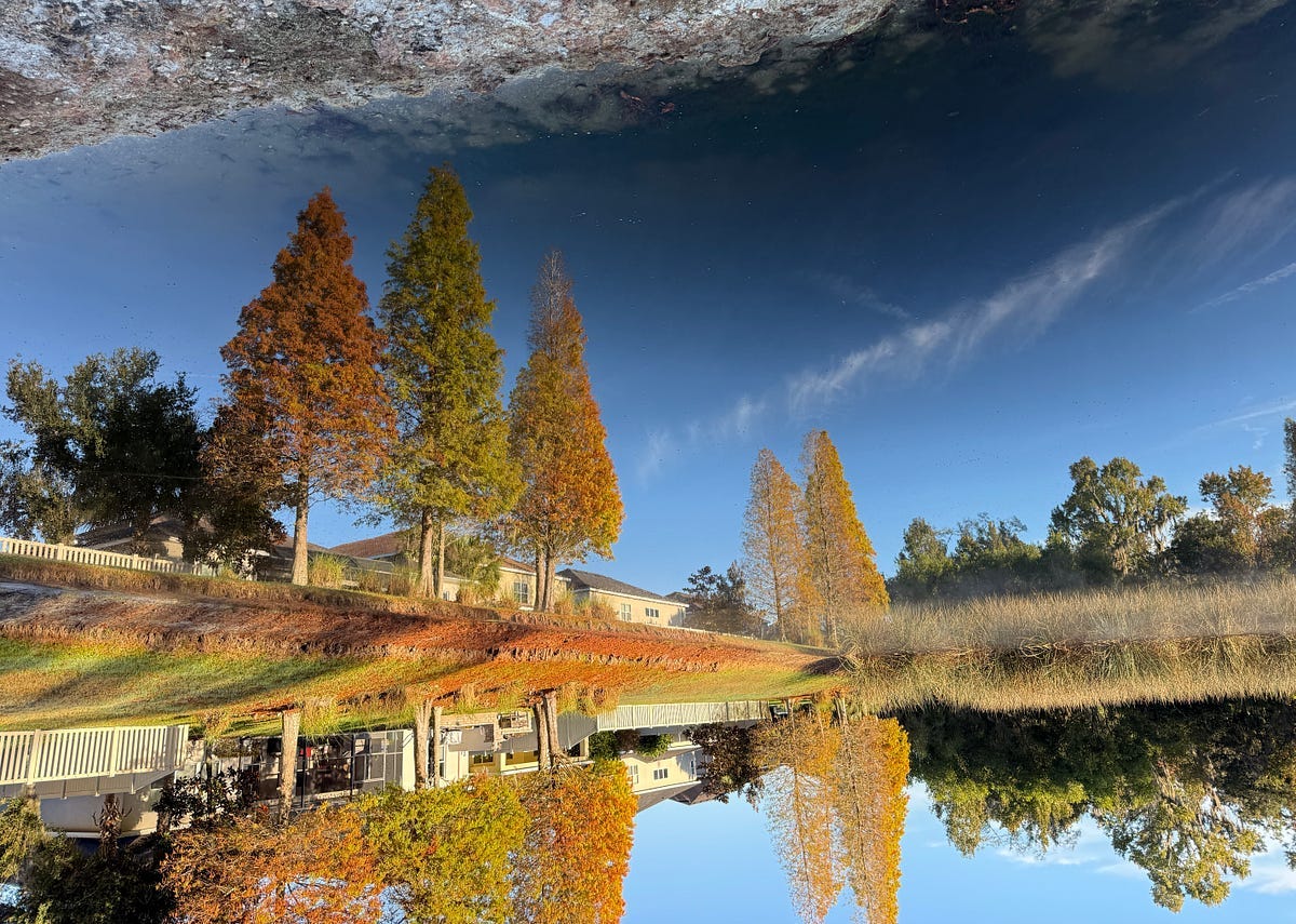Inverted image of cedar trees along the edge of a clear blue pond with mist rising from the water Inverted image of cedar trees along the edge of a clear blue pond with mist rising from the water