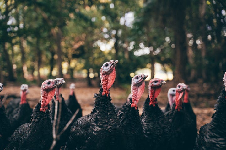 Four images of KellyBronze turkeys in woodland, including one with farmer Paul Kelly