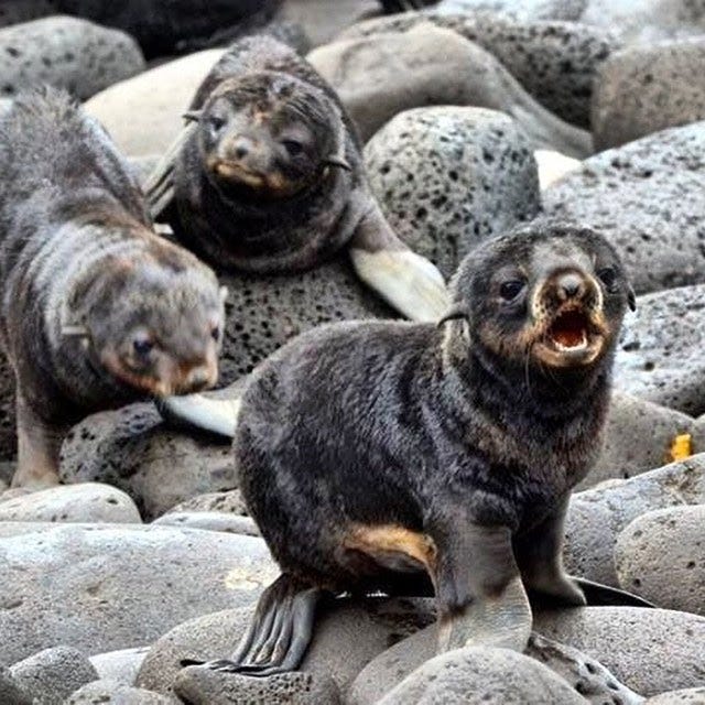 Hey! I'm adorable! Hey! I'm adorable!