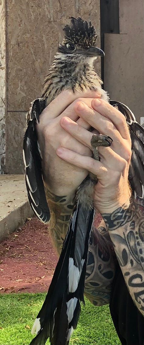 Photos of a roadrunner being dried off by a towel and held by a human