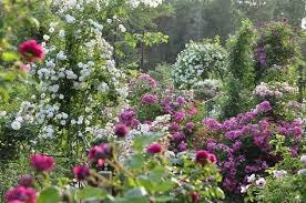 Wild Roses in Japan - 佐倉草ぶえの丘バラ ...