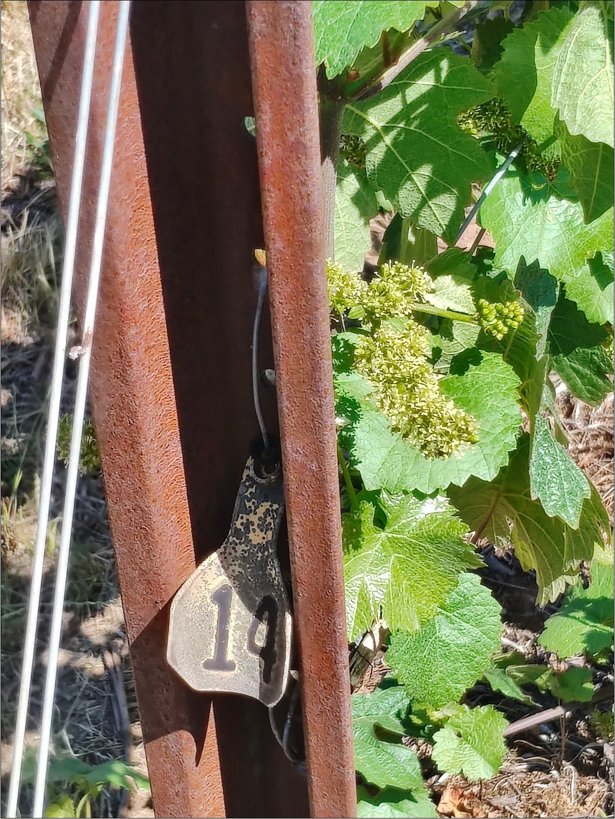 Pommard Clone Pinot Noir flowering in Block 14.