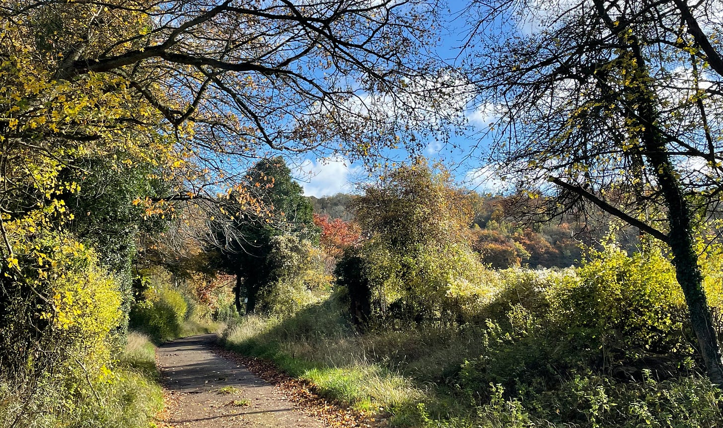 Looking down a country lane in the autumn