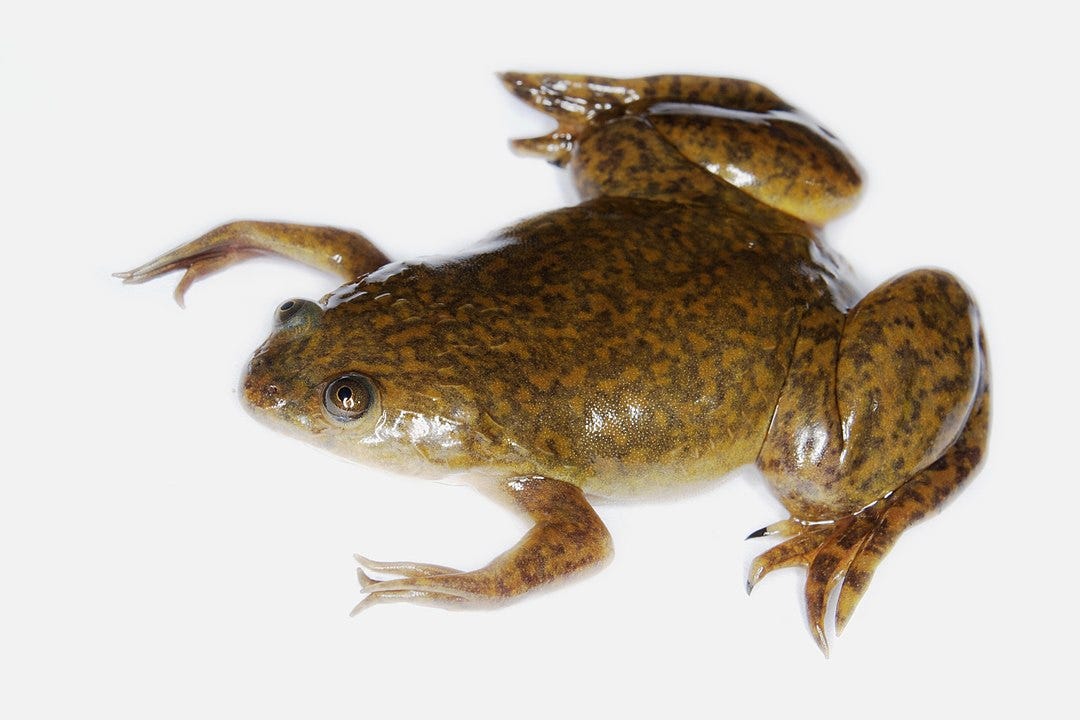 african clawed frog