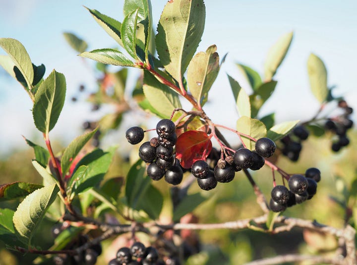 Black and red berries, white andpink flowers