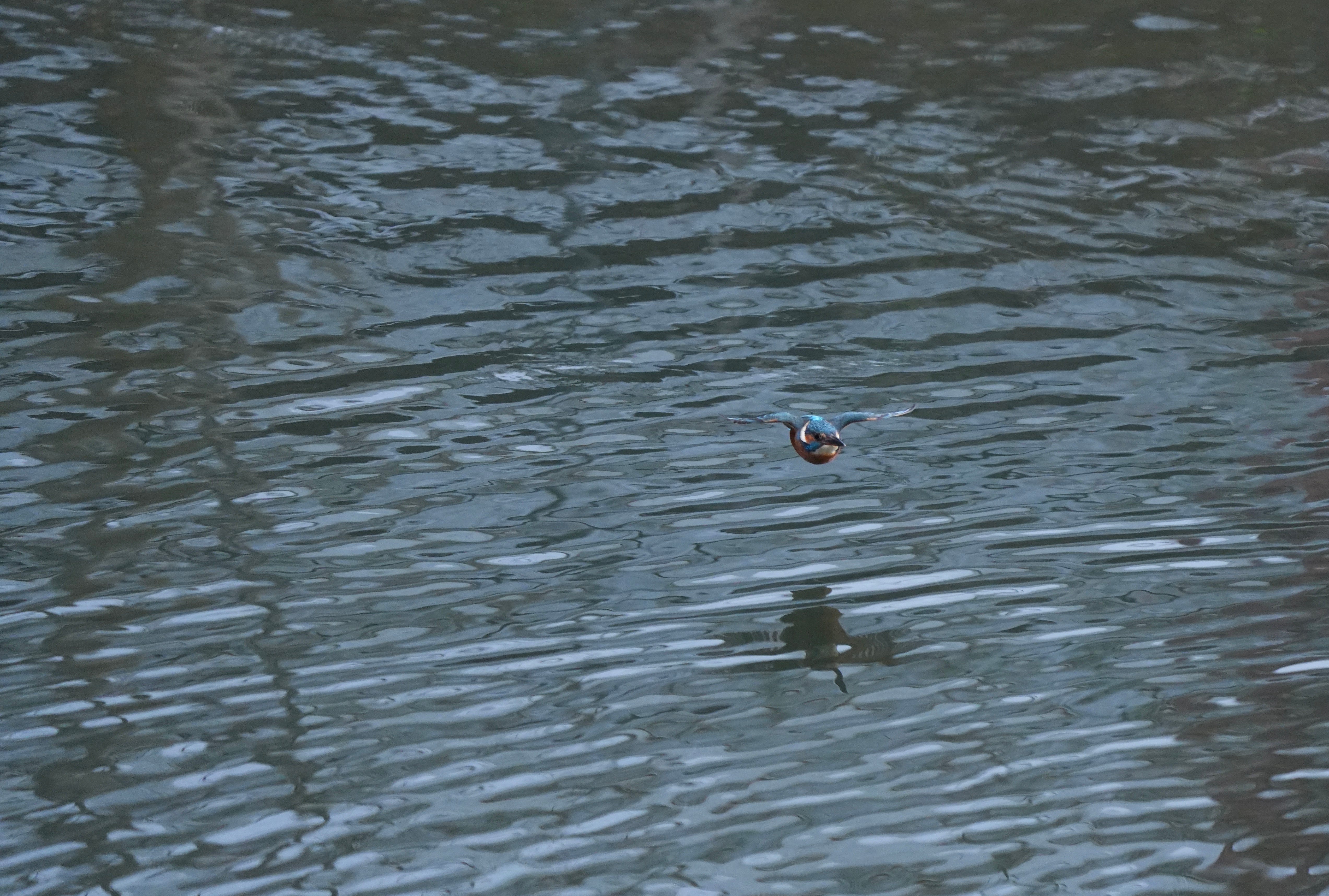 Kingfisher Alcedo Atthis Kingfisher Alcedo Atthis