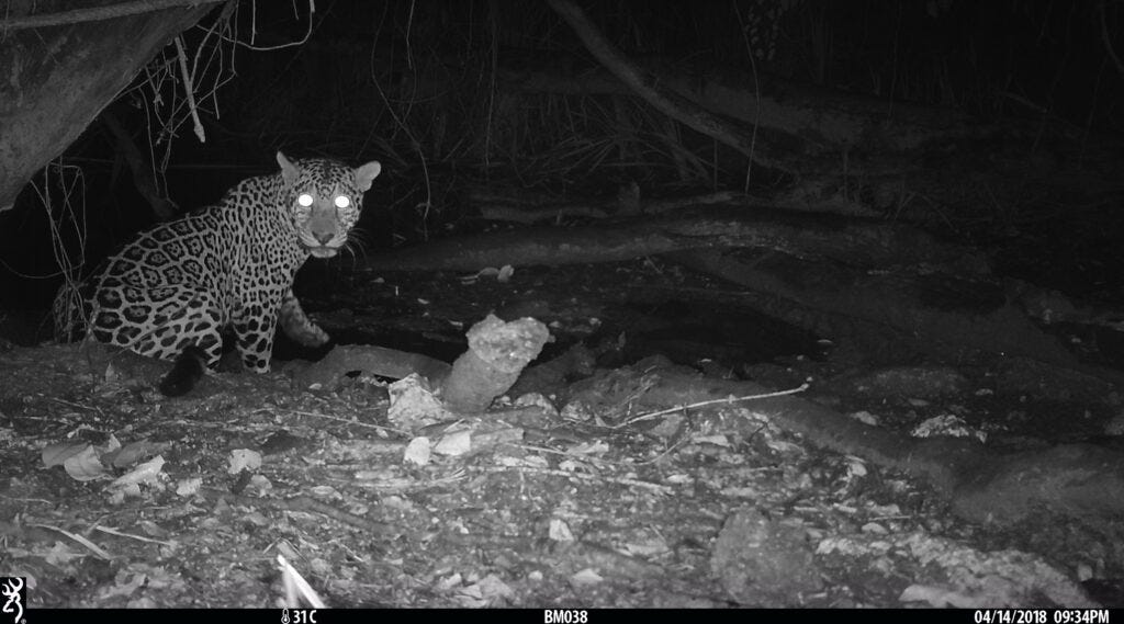 A black and white image of a jaguar near a watering hole at night.