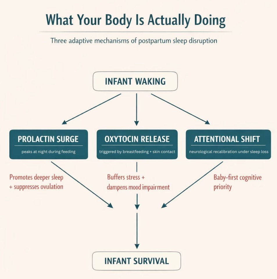 Diagram showing three parallel adaptive mechanisms triggered by postpartum infant waking: prolactin surge, oxytocin release, and attentional shift, each serving infant survival.