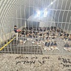 "UN Exposes Systematic Israeli Rape of Palestinians" by Kit Klarenberg