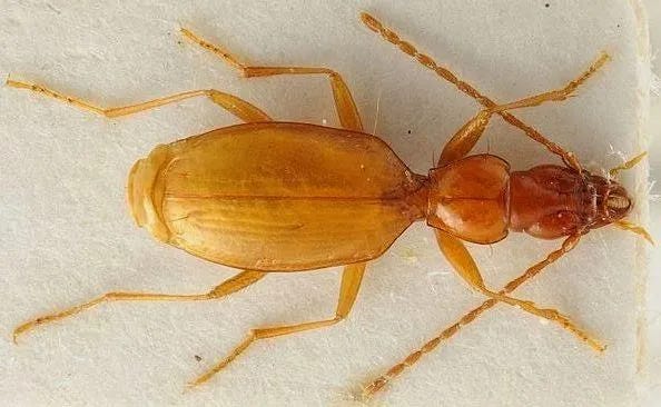 Hitler' Bug Faces Extinction From Collectors. Help is Not on the Way » Explorersweb Hitler' Bug Faces Extinction From Collectors. Help is Not on the Way » Explorersweb