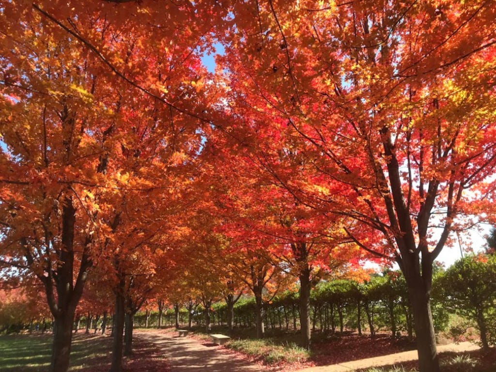 5 Unusual Places in the U.S. to See Leaves Change This Fall