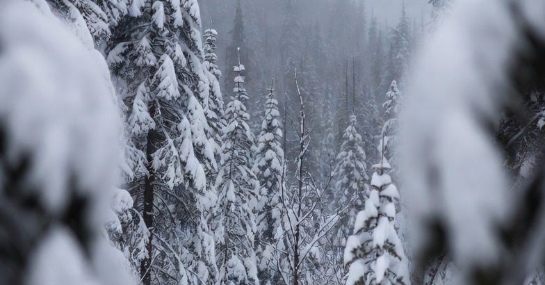 A photograph of a winter storm in a forested area with heavy snowfall and snow-laden trees.