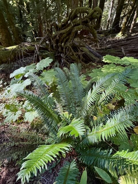 Sword fern, fungi, wild ginger, fungi
