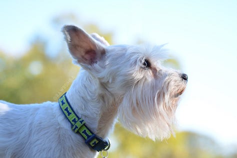 senior dog