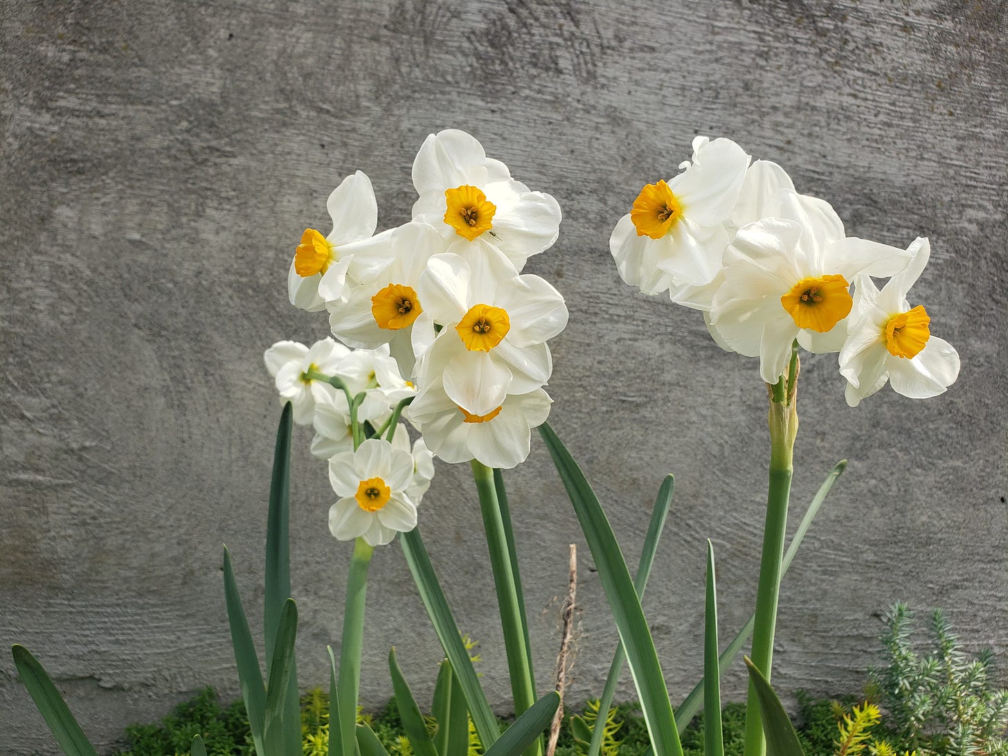 White daffodils with orange centers grow before a stone wall.