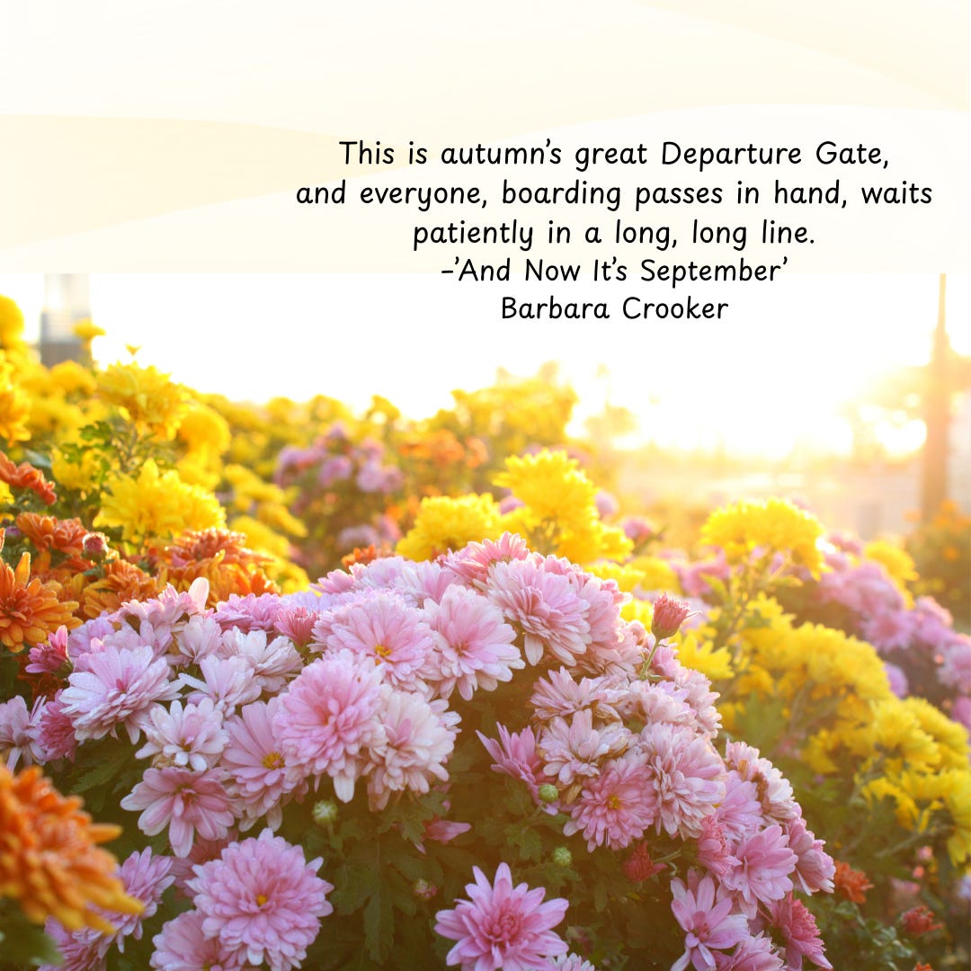 flowering mums in golden light