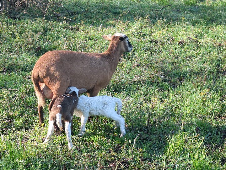 Chicken coop management, Trout lily, new pigs and lambs