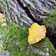 Mosswood Tales