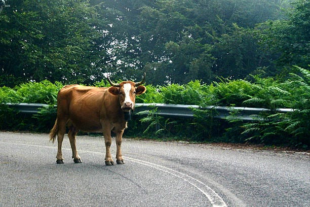 A mid-brown cow with a white face and longish horns stands in the middle of a bend in the road. There are trees and ferns in the background.