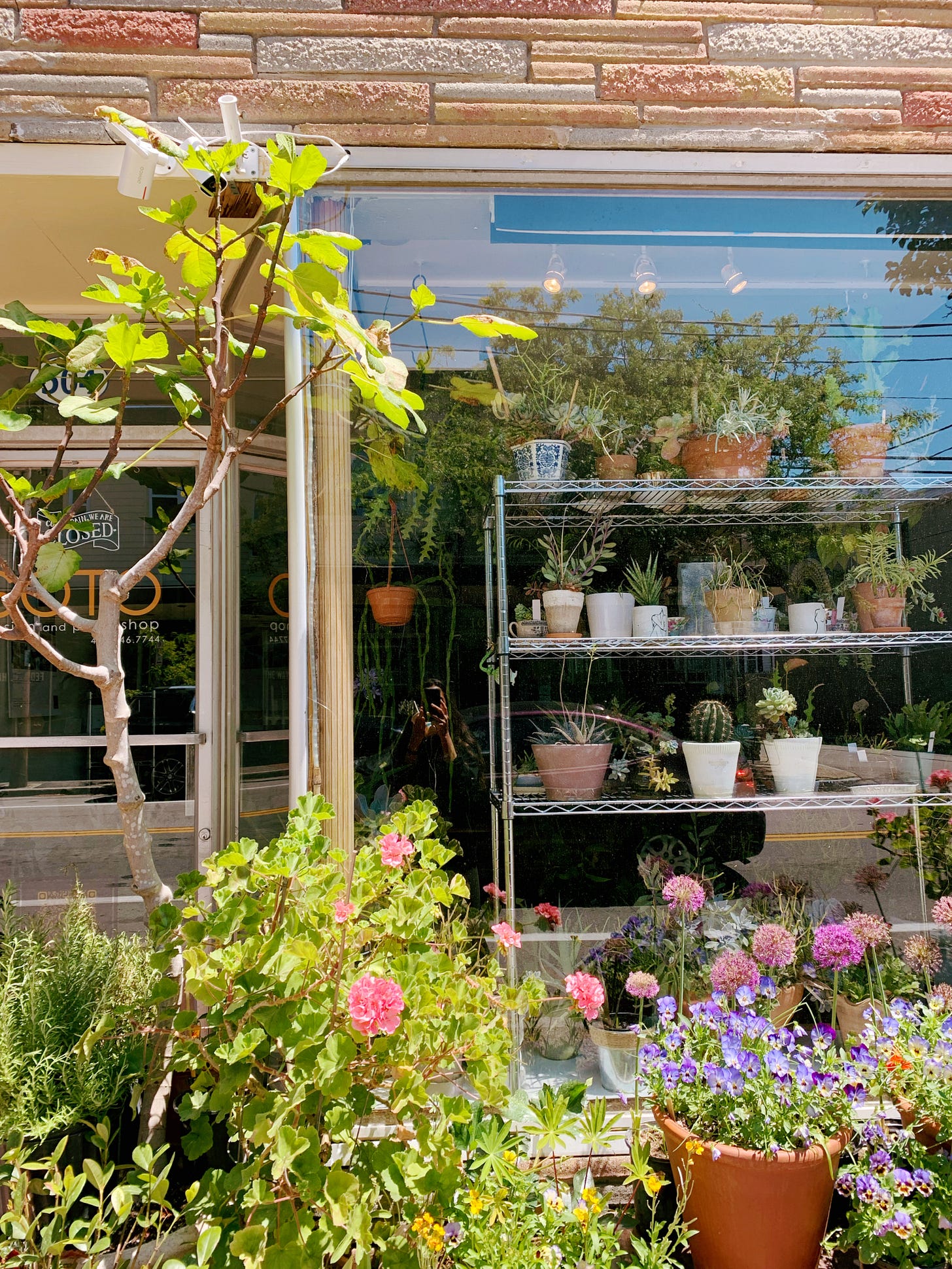 Cute flower and plant shop