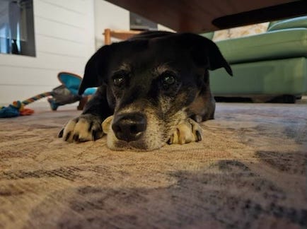 Picture of senior black dog on rug, taken at eye level with dog