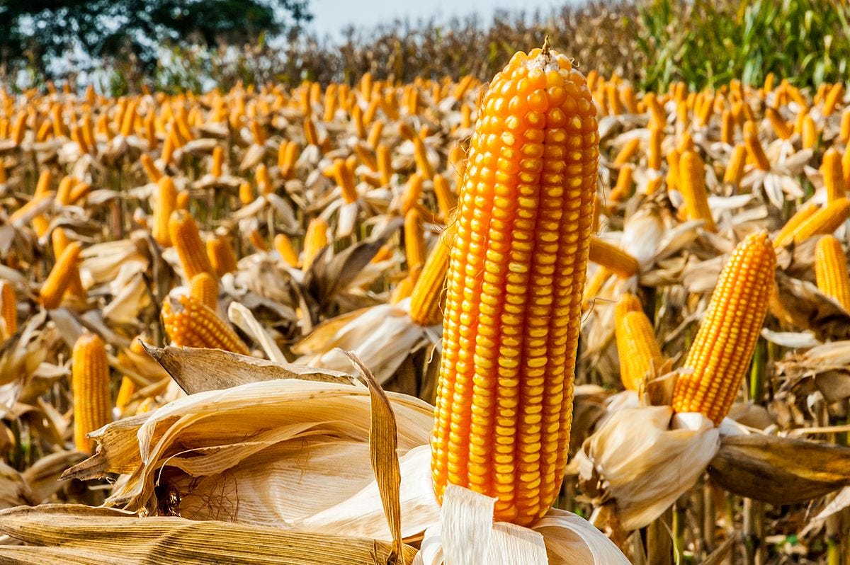 Field of corn on the cob amidst dry husks
