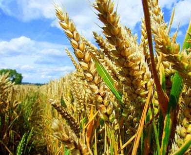 Agricultural crisis in Pakistan-: Pakissan.com Agricultural crisis in Pakistan-: Pakissan.com