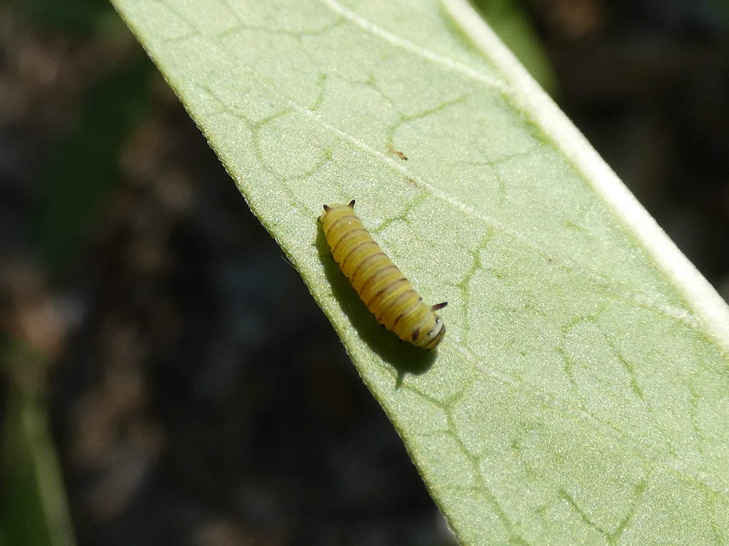 Recently hatched Monarch caterpillar