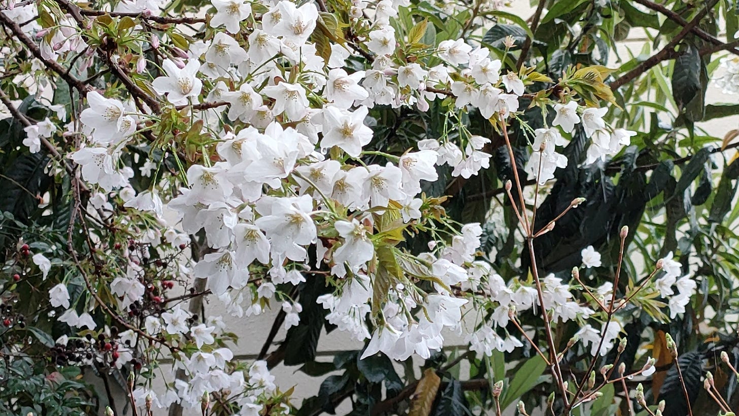 마당의 벚꽃이 만개했습니다. 마당의 벚꽃이 만개했습니다.