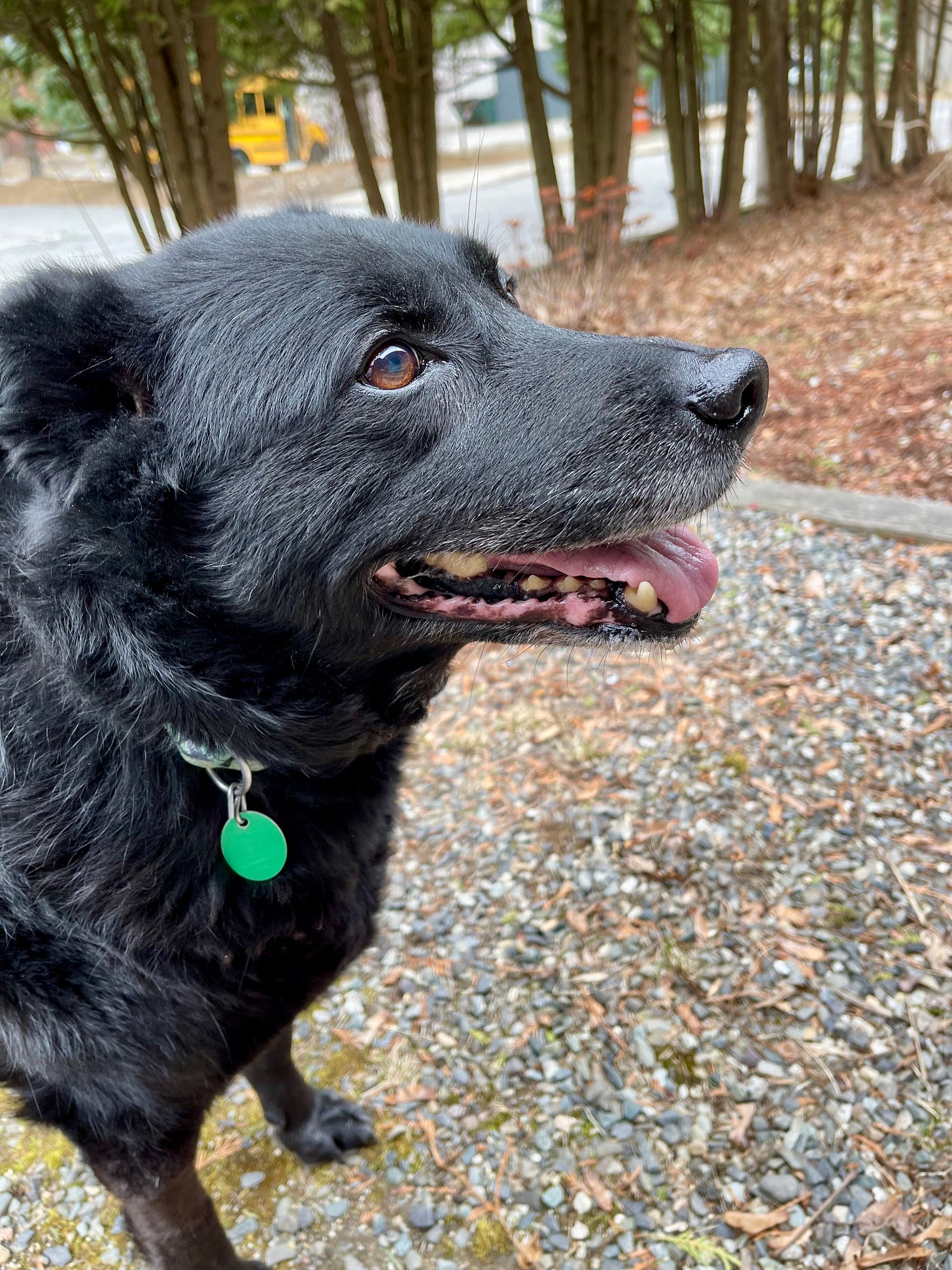 Smiling dog in profile outside. His tongue is hanging out a bit.