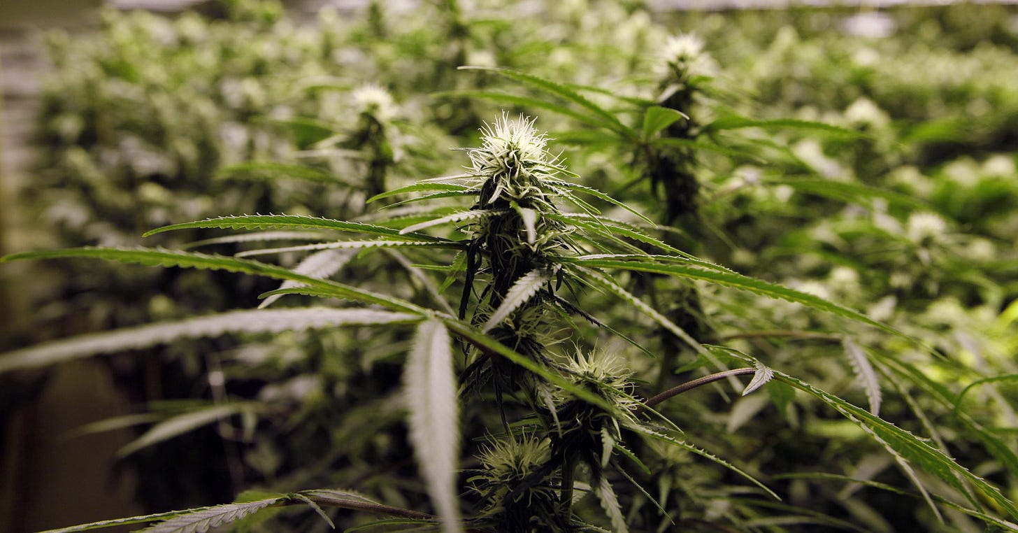 Trump signs executive order that could reclassify marijuana as a less  dangerous drug - The Colorado Sun