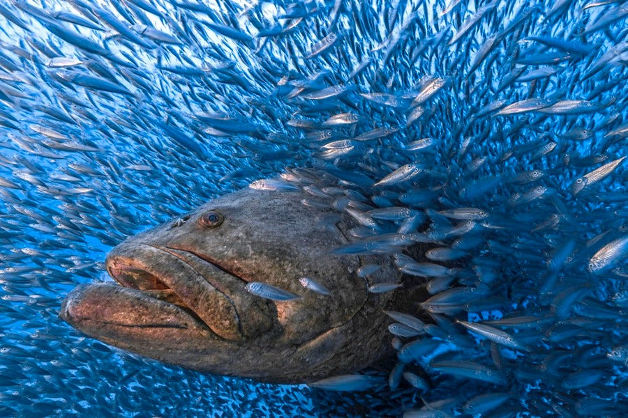 A large fish swims through a dense school of smaller fish.
