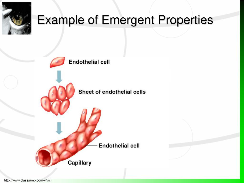 Emergent Properties of Life - ppt download
