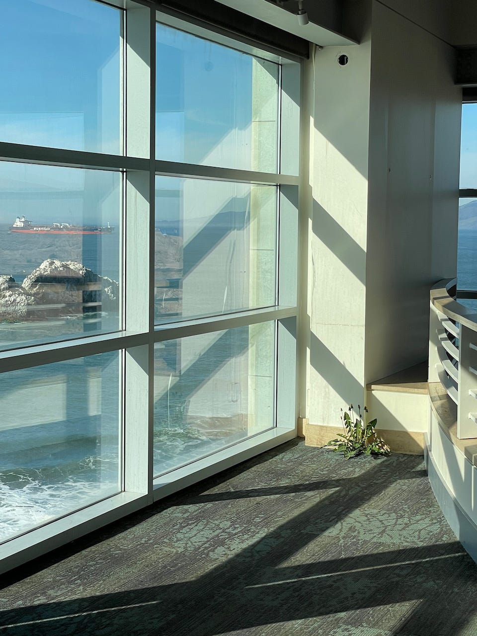 Photo of “Weed #414” by Tony Matelli, in a corner of the stripped down Cliff House. Photo by arod.