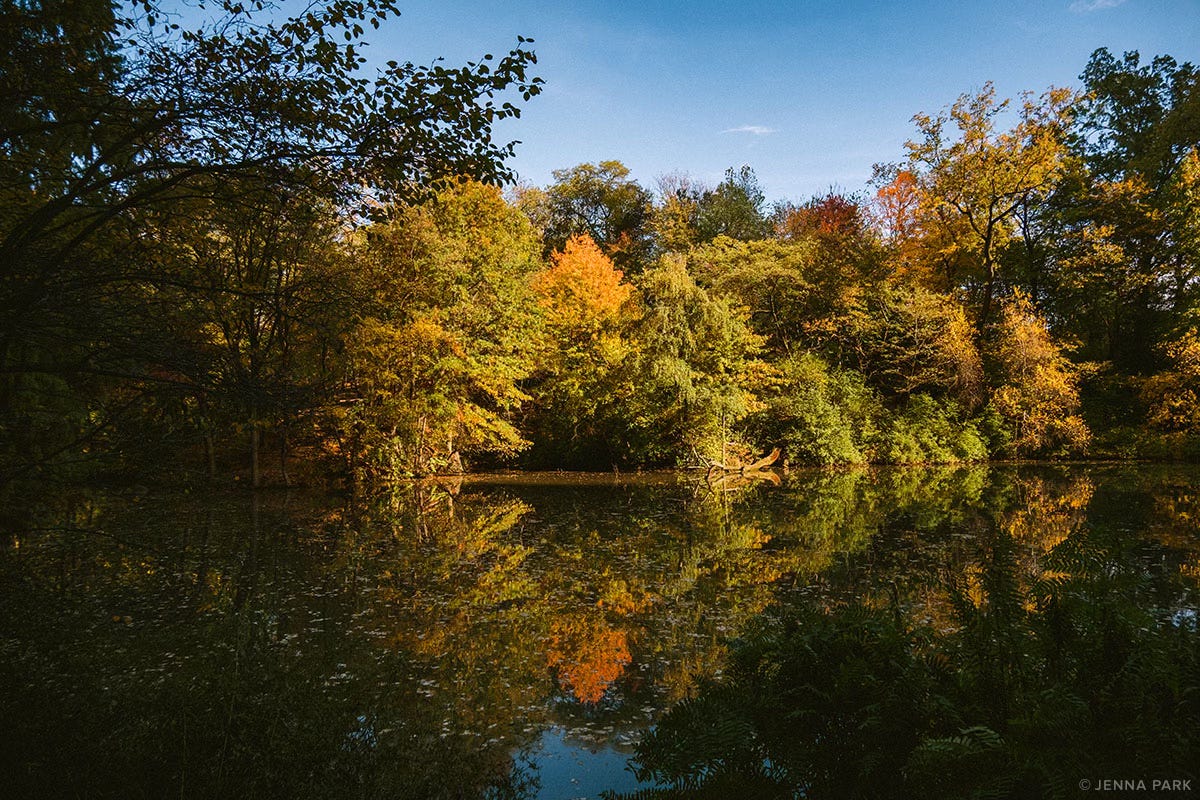 Fall in Central Park