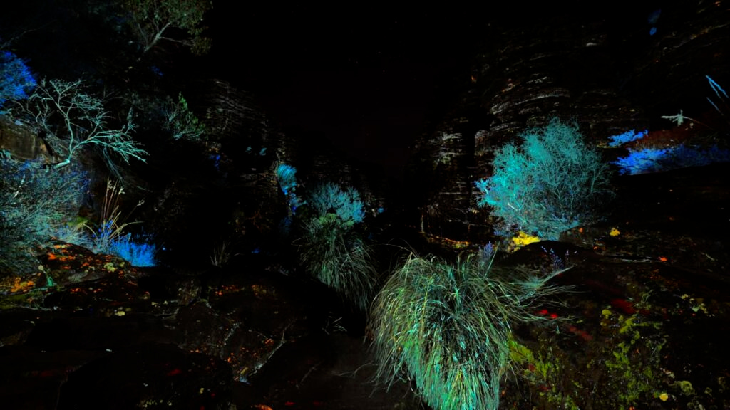 Floresta com diversas plantas brilhando de diferentes cores na noite australiana.