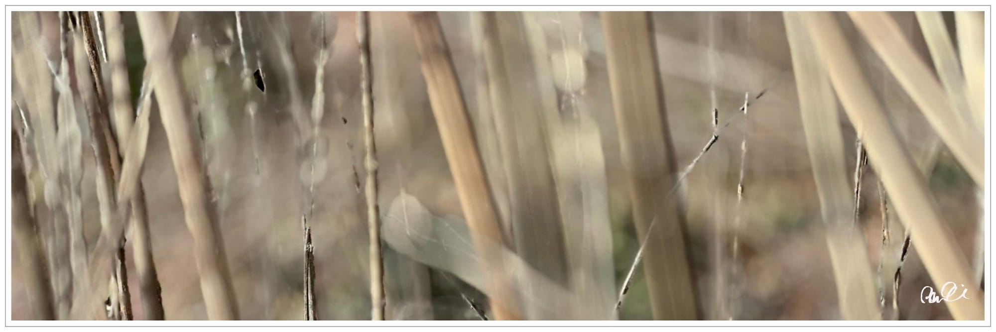 Abstract: macro image of reeds