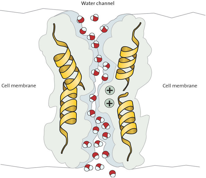 Figure 1. Aquaporin-4 forms a membrane pore that is water-selective. Water can flow bidirectionally down its osmotic gradient. Figure 1. Aquaporin-4 forms a membrane pore that is water-selective. Water can flow bidirectionally down its osmotic gradient.