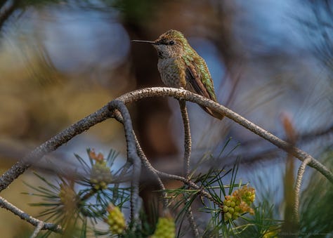Three Anna's Hummingbird mommas and their nests visited over the past few days.