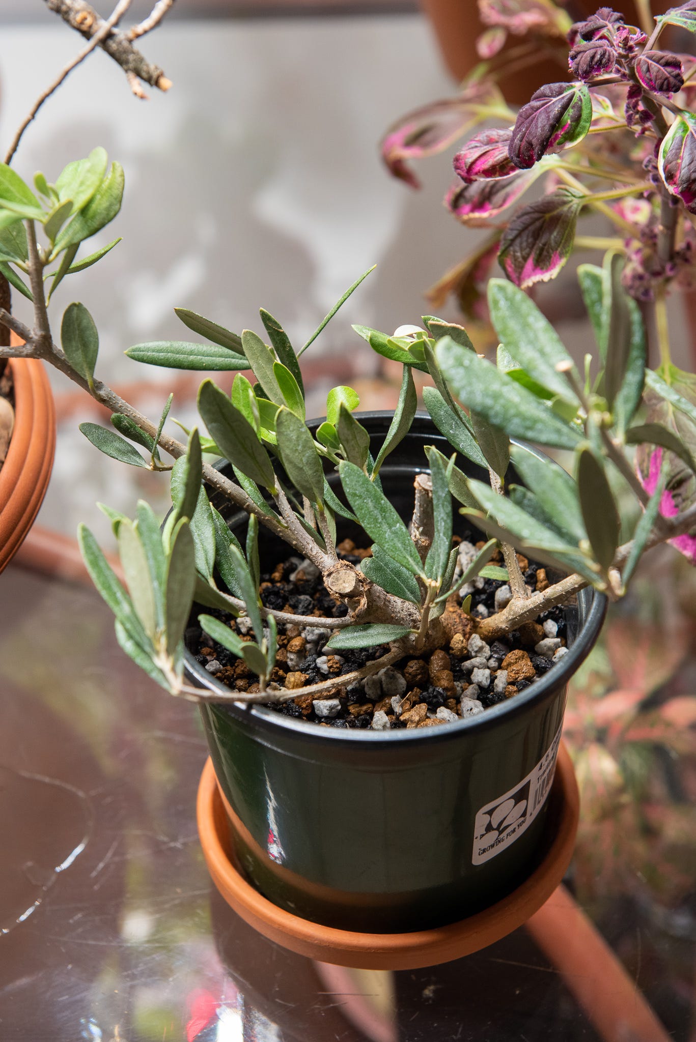 ID: Olive tree cutting in bonsai soil.