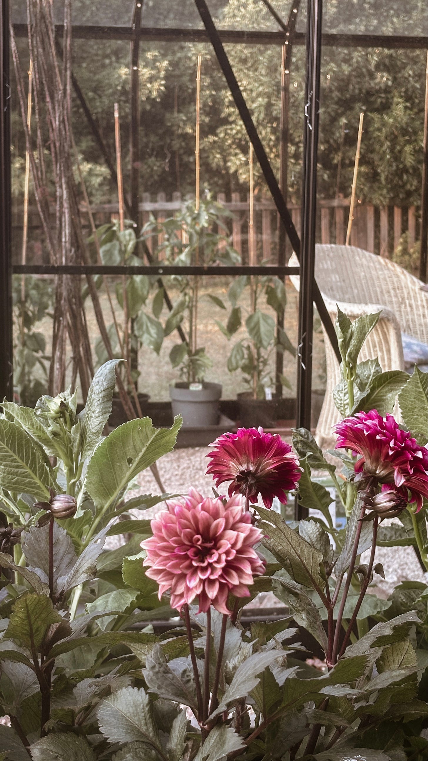 Dahlia night silence