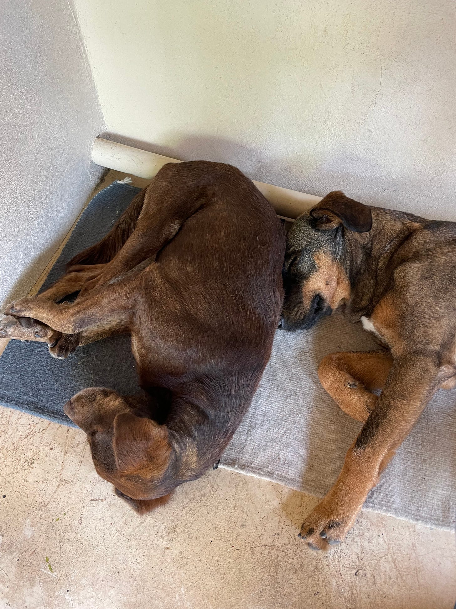 Two dogs lying together on a rug.