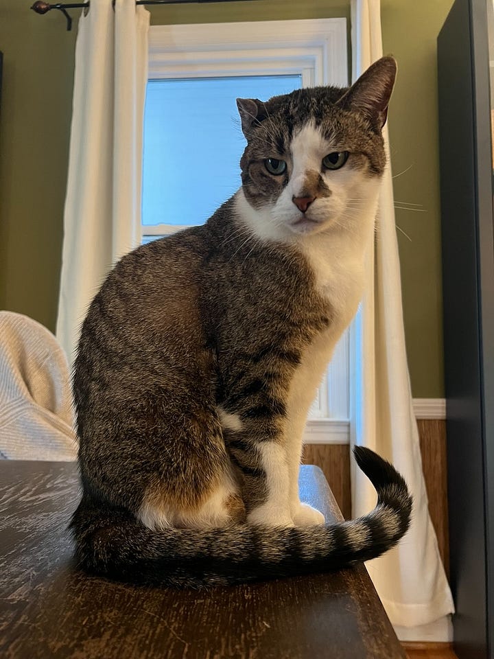 photos of beth spencers cats, sean, merv, and harmony